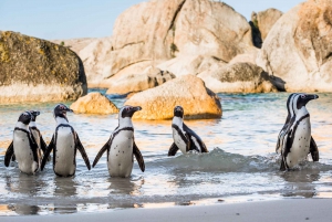 Cape of Good Hope Pingviinit Hylkeet & Chapmans Peak Jaettu retki