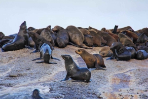 Совместный тур по мысу Доброй Надежды: пингвины, тюлени и пик Чепмена