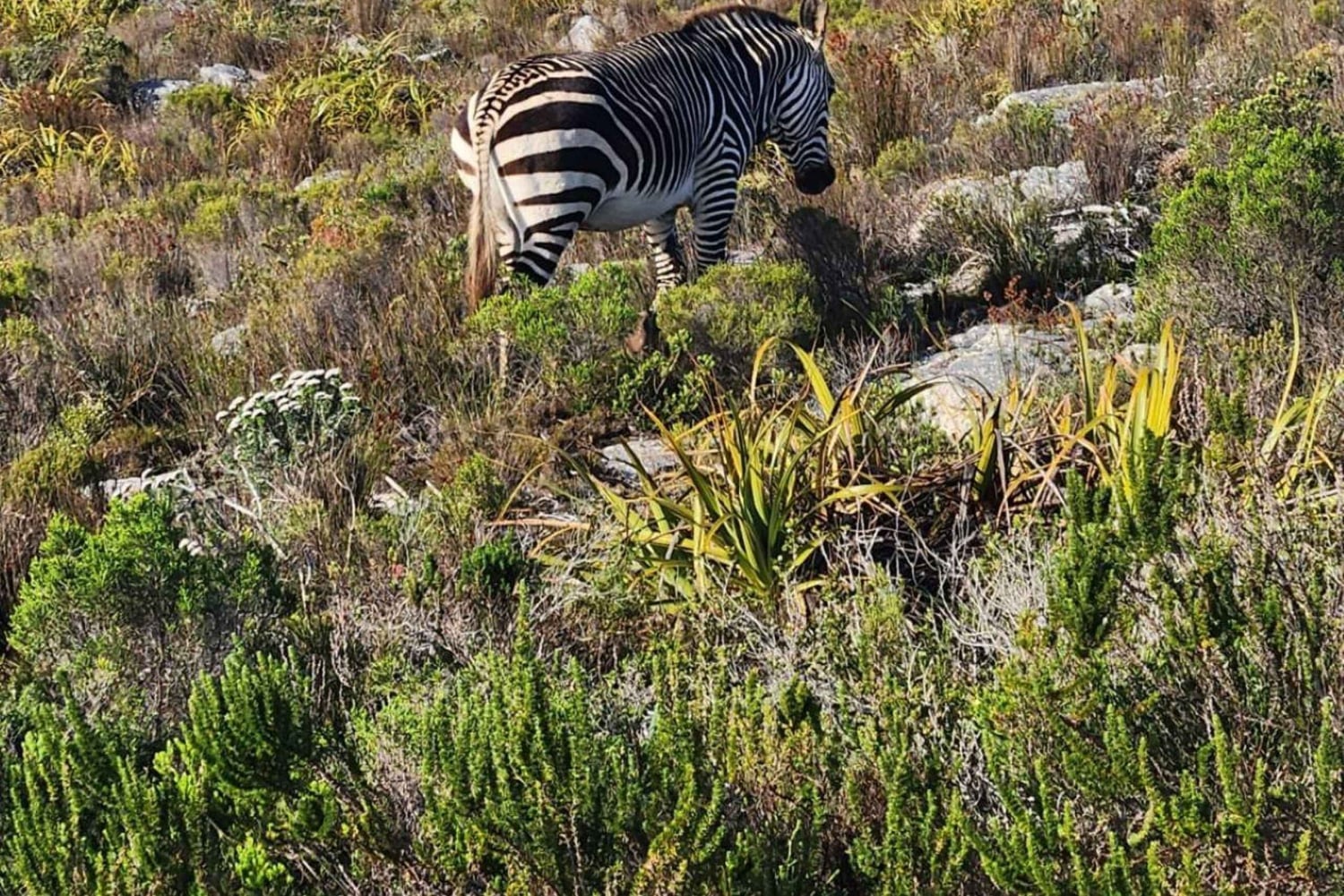 Совместный тур «Мыс Доброй Надежды и пингвины»