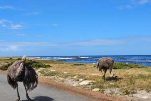 Excursão compartilhada ao Cabo da Boa Esperança e aos pinguins