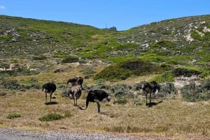 Cape of Good Hope & Penguins delad rundtur