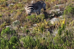 Совместный тур «Мыс Доброй Надежды и пингвины»