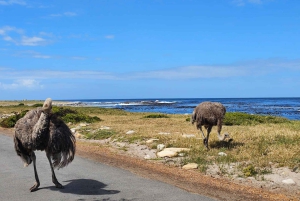 Совместный тур «Мыс Доброй Надежды и пингвины»