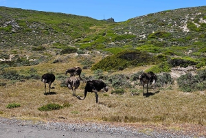 Совместный тур «Мыс Доброй Надежды и пингвины»