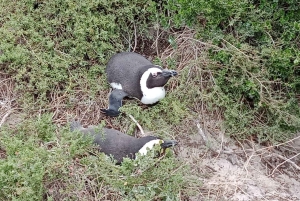 Crociera al Capo di Buona Speranza e all'Isola delle foche'