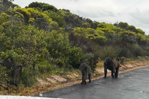 Crociera al Capo di Buona Speranza e all'Isola delle foche'