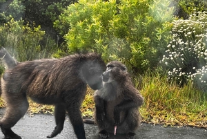 Crociera al Capo di Buona Speranza e all'Isola delle foche'