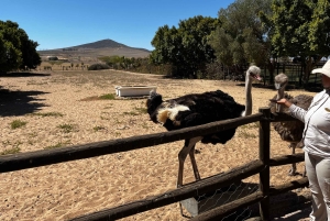 Crociera al Capo di Buona Speranza e all'Isola delle foche'