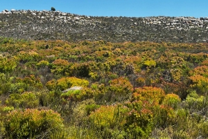 Crociera al Capo di Buona Speranza e all'Isola delle foche'
