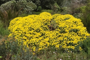 Crociera al Capo di Buona Speranza e all'Isola delle foche'