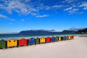 Cape of Good Hope: Sightseeing and African Penguins Tour