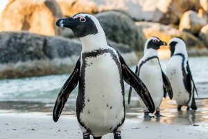 Cape of Good Hope: Sightseeing and African Penguins Tour