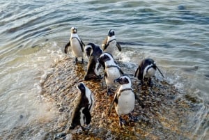 Hyvän Toivon Kap: Nähtävyyksien katselu ja Afrikan pingviinikierros