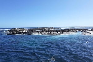 Kap Det Gode Håb: sightseeing og rundtur med afrikanske pingviner