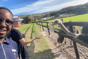 Экскурсия на мыс Доброй Надежды > Чапманс Драйв > Пингвины > Остров тюленей