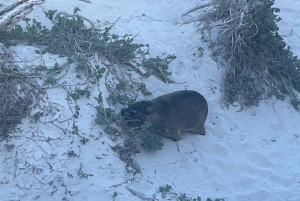 Экскурсия на мыс Доброй Надежды > Чапманс Драйв > Пингвины > Остров тюленей