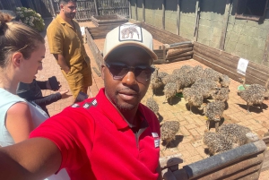 Экскурсия на мыс Доброй Надежды > Чапманс Драйв > Пингвины > Остров тюленей