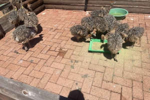 Экскурсия на мыс Доброй Надежды > Чапманс Драйв > Пингвины > Остров тюленей