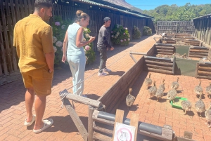 Экскурсия на мыс Доброй Надежды > Чапманс Драйв > Пингвины > Остров тюленей