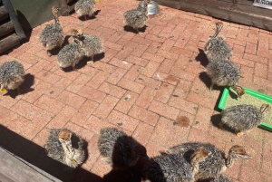 Экскурсия на мыс Доброй Надежды > Чапманс Драйв > Пингвины > Остров тюленей