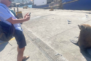 Экскурсия на мыс Доброй Надежды > Чапманс Драйв > Пингвины > Остров тюленей