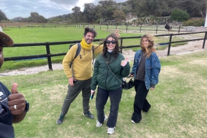 Экскурсия на мыс Доброй Надежды > Чапманс Драйв > Пингвины > Остров тюленей