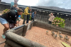 Экскурсия на мыс Доброй Надежды > Чапманс Драйв > Пингвины > Остров тюленей