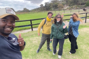 Экскурсия на мыс Доброй Надежды > Чапманс Драйв > Пингвины > Остров тюленей