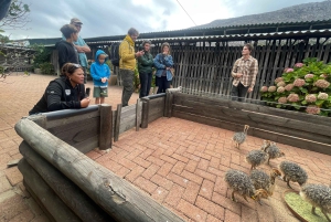 Экскурсия на мыс Доброй Надежды > Чапманс Драйв > Пингвины > Остров тюленей