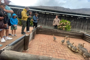 Экскурсия на мыс Доброй Надежды > Чапманс Драйв > Пингвины > Остров тюленей