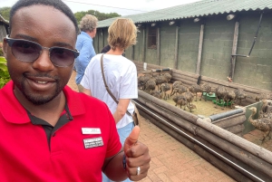 Экскурсия на мыс Доброй Надежды > Чапманс Драйв > Пингвины > Остров тюленей