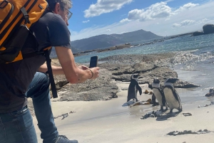 Экскурсия на мыс Доброй Надежды > Чапманс Драйв > Пингвины > Остров тюленей