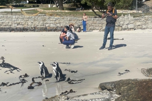 Экскурсия на мыс Доброй Надежды > Чапманс Драйв > Пингвины > Остров тюленей