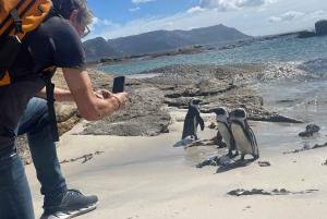 Экскурсия на мыс Доброй Надежды > Чапманс Драйв > Пингвины > Остров тюленей