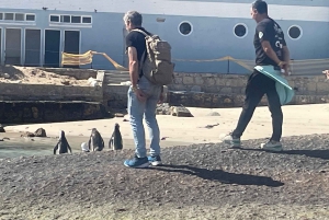 Экскурсия на мыс Доброй Надежды > Чапманс Драйв > Пингвины > Остров тюленей