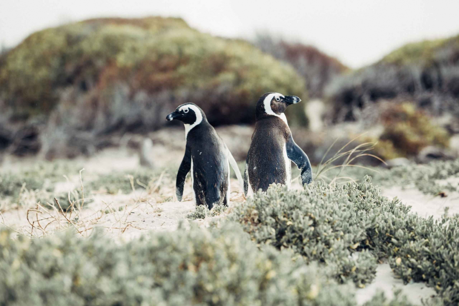 Kaapschiereiland en Pinguïnkolonie Gedeelde dagtour