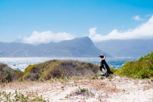 Kaphalvøen og pingvinkolonien - heldagstur i fællesskab