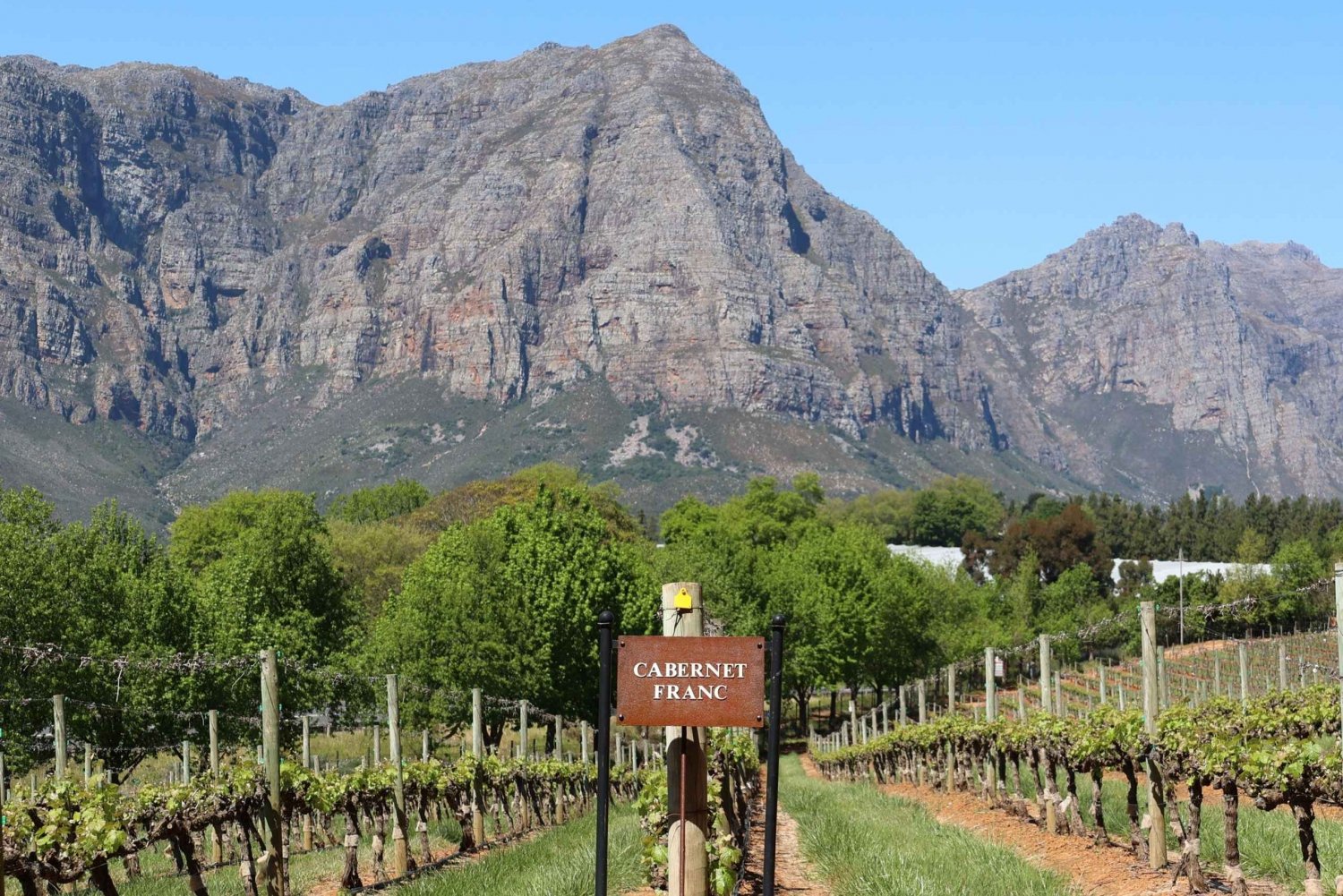 Cape Peninsula and Winelands Private Full-Day Combo Tour