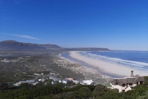 From Cape Town: Cape Peninsula & Boulders Penguin Beach Tour