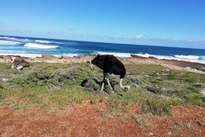 Półwysep Przylądkowy: prywatna całodniowa wycieczka rowerowa i jedź