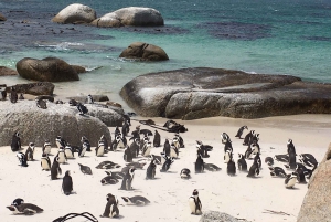 Półwysep Przylądkowy: prywatna całodniowa wycieczka rowerowa i jedź