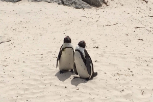 Półwysep Przylądkowy: prywatna całodniowa wycieczka rowerowa i jedź