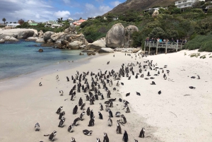 Półwysep Przylądkowy: prywatna całodniowa wycieczka rowerowa i jedź