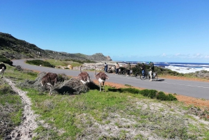 Półwysep Przylądkowy: prywatna całodniowa wycieczka rowerowa i jedź