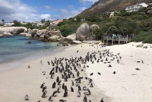 Cape Peninsula: Cycle & Drive Private Full Day Tour
