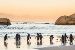 Dagstur till Kaphalvön: Kap av gott hopp: Sälar, pingviner och Cape of Good Hope