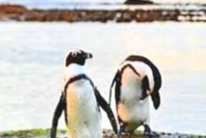 Cape Peninsula Day Tour