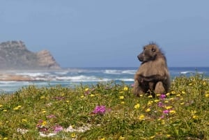 Kapkaupunki: Koko päivän retki Hyväntoivonniemelle pingviinien kanssa