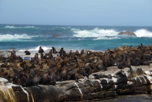 Cape Peninsula Full-Day Tour from Cape Town