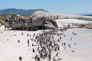 Cape Peninsula Full-Day Tour from Cape Town